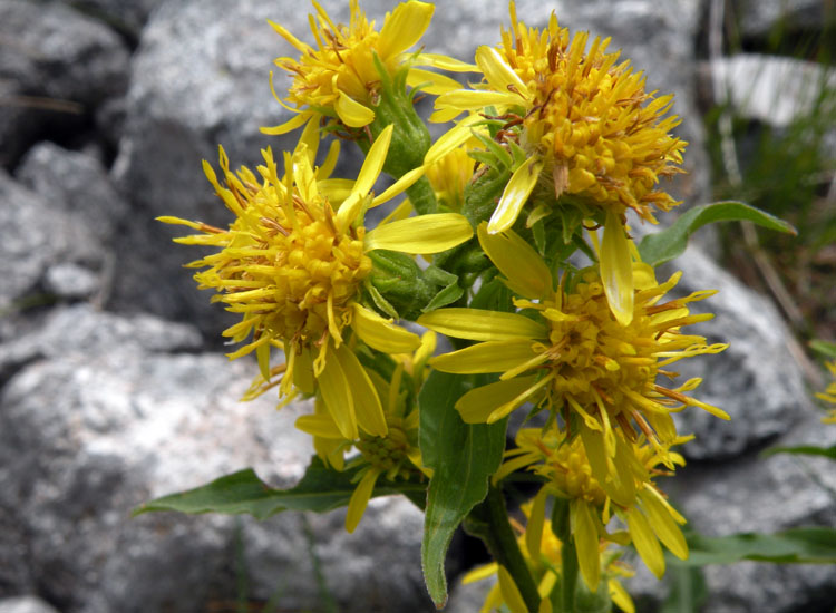 Solidago virgaurea / Verga d''oro comune